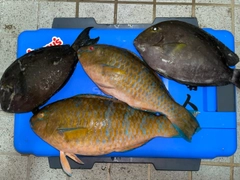 アーガイの釣果