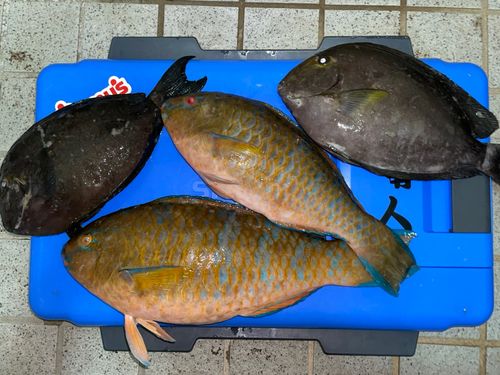 アーガイの釣果