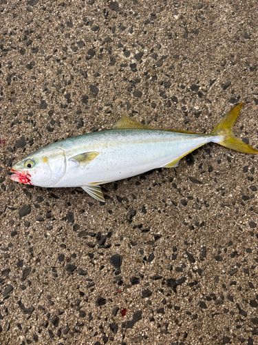 ヤズの釣果