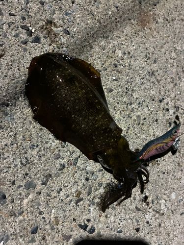 アオリイカの釣果