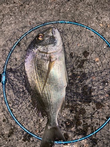 ヘダイの釣果