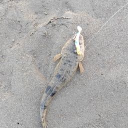 マゴチ