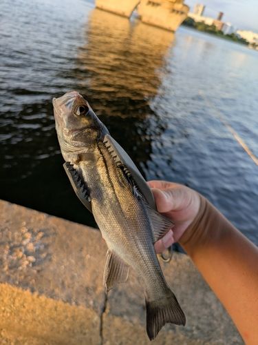 セイゴ（ヒラスズキ）の釣果