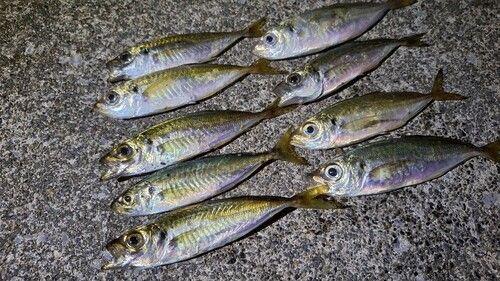 釜石湾