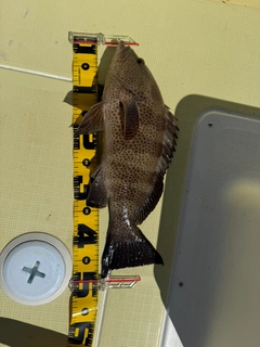 オオモンハタの釣果