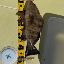 オオモンハタ