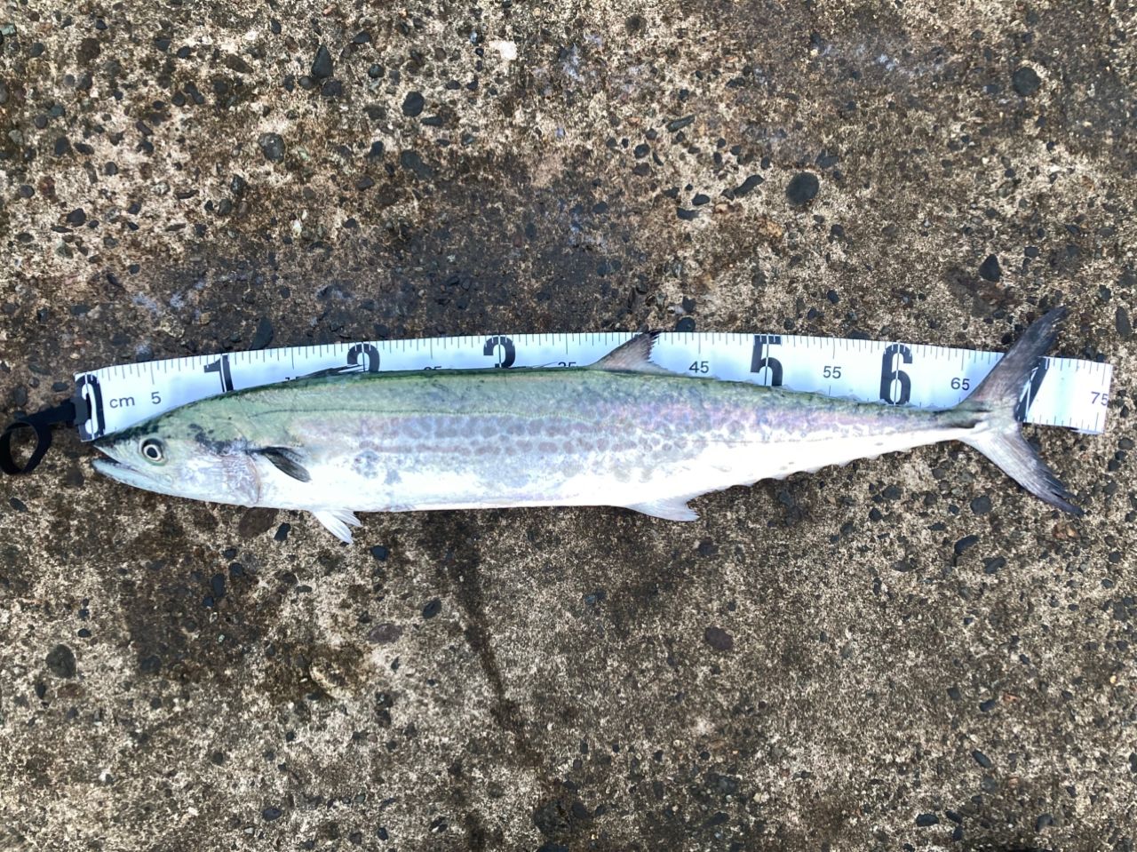 AbuGarcia ズームサファリ ZMSS-805Mの最安値・インプレ・釣果