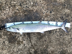 サワラの釣果