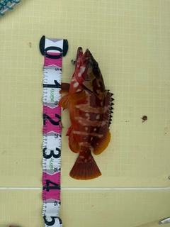 アカハタの釣果