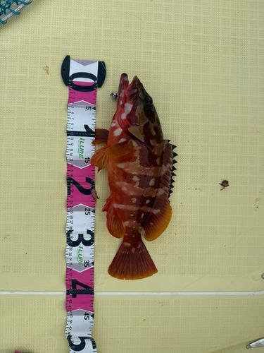 アカハタの釣果