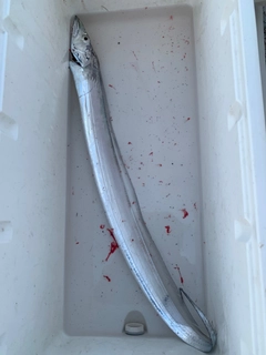 タチウオの釣果