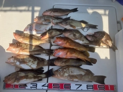 メイチダイの釣果