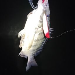 クロダイ