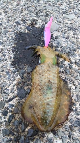 イカの釣果