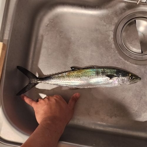 サゴシの釣果
