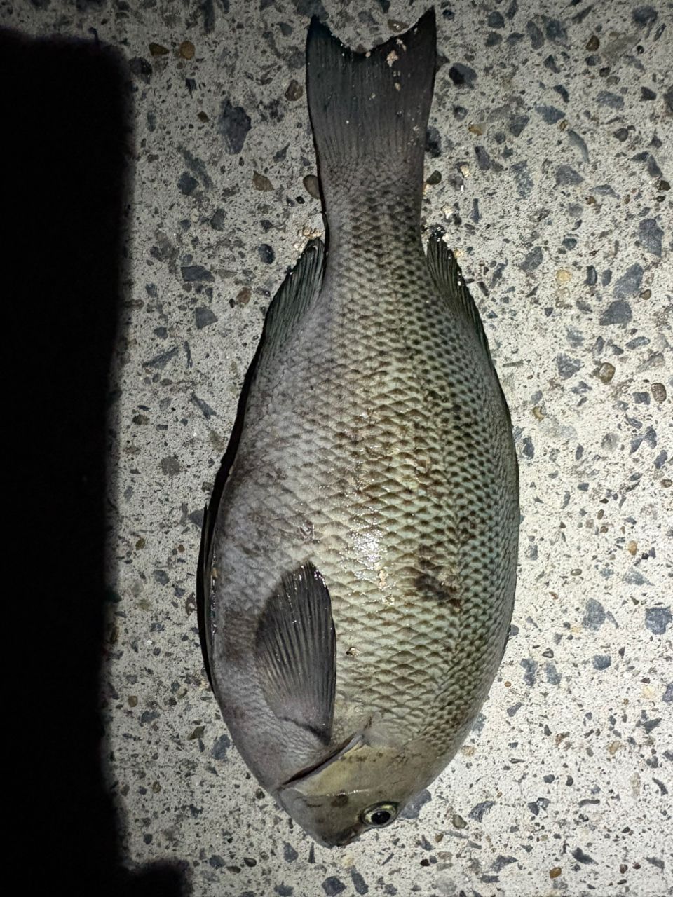 ダイワメガドライ3号52遠投　最終モデル ダイワメガドライ3号52遠投 最終モデル DAIWA（ダイワ） メガドライ 3