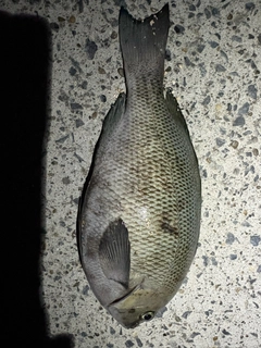 メジナの釣果