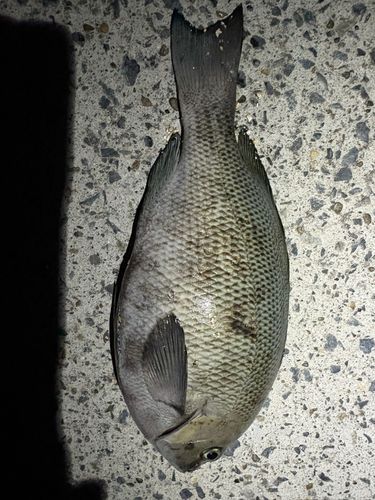 メジナの釣果
