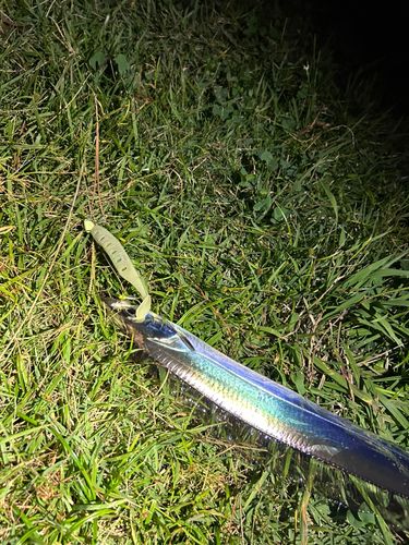 タチウオの釣果