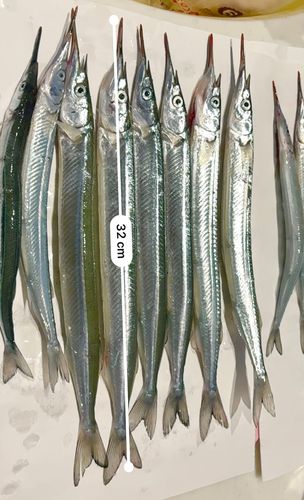 サヨリの釣果