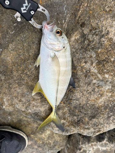釣果