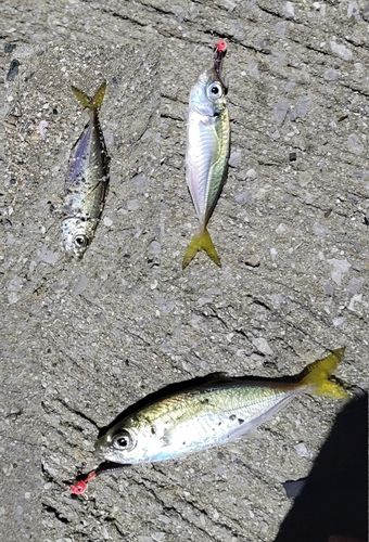 アジの釣果