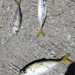 アジ