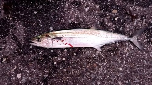 サゴシの釣果