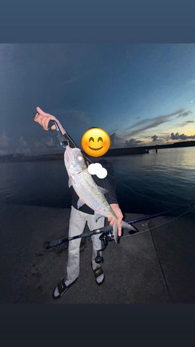 イセゴイの釣果