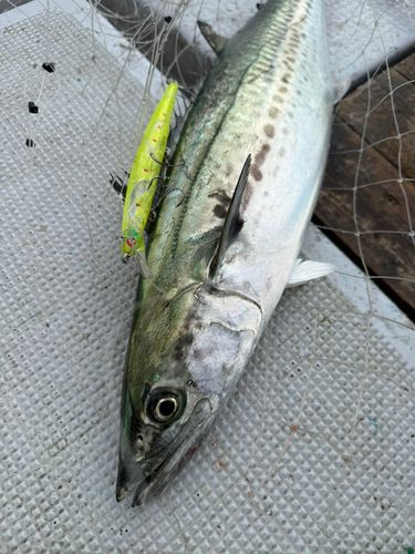 サワラの釣果