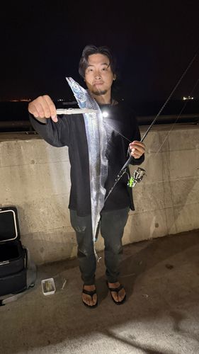 タチウオの釣果