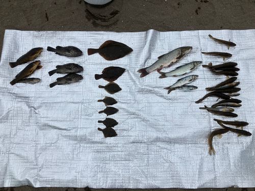 ヒラメの釣果