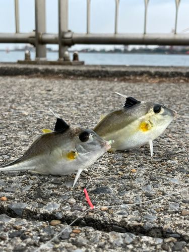 ギマの釣果