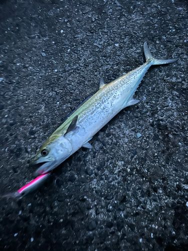 サゴシの釣果
