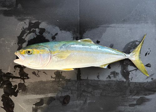 ワカシの釣果