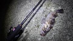 クロソイの釣果