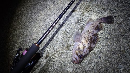 クロソイの釣果