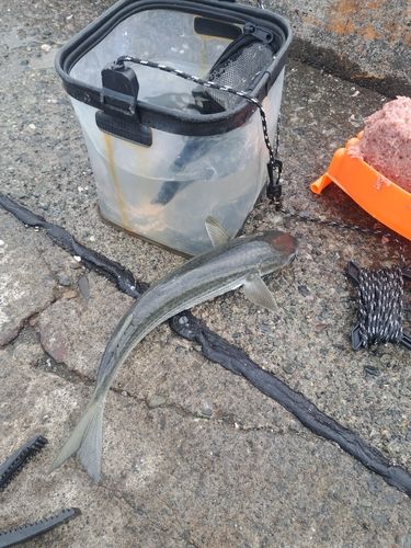 ボラの釣果