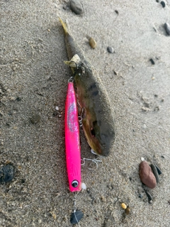 シロサバフグの釣果