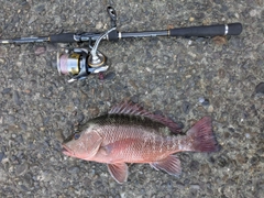 ゴマフエダイの釣果
