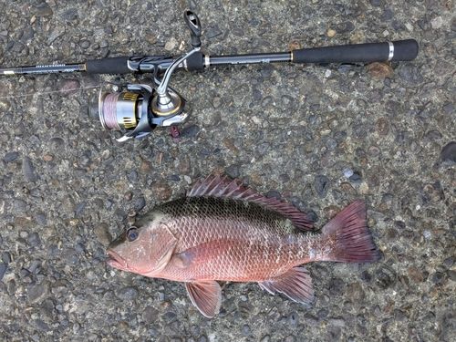ゴマフエダイの釣果