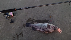 クロソイの釣果