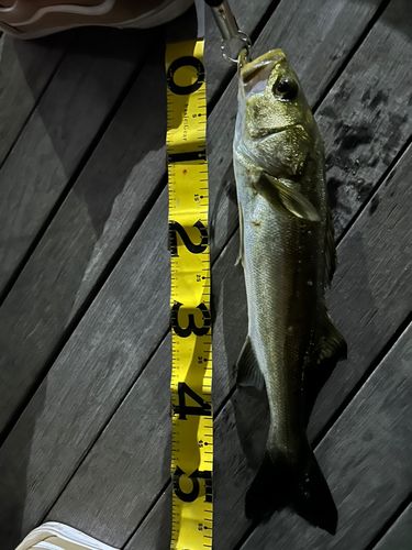 シーバスの釣果