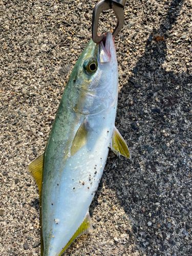 ツバスの釣果