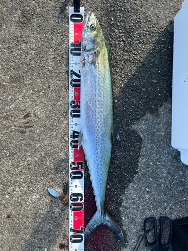 サワラの釣果
