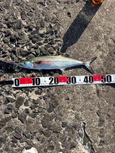 サゴシの釣果