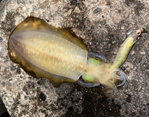 アオリイカの釣果
