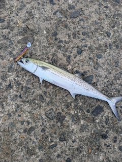 サゴシの釣果