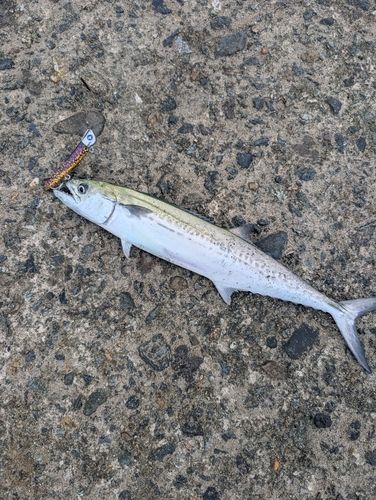 サゴシの釣果