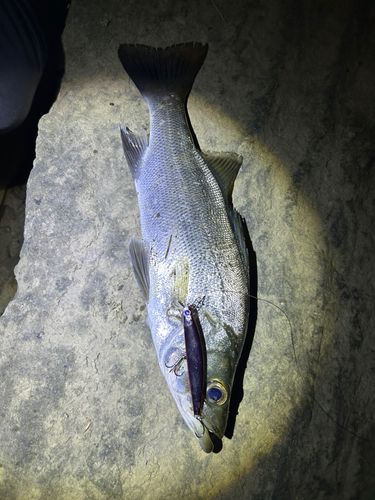 セイゴ（マルスズキ）の釣果